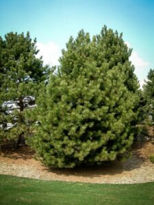 Сосна Чёрная (Pinus Nigra) купить по цене от 270.00р. в интернет-магазине «Посадика» с доставкой почтой в в Олонеце и по всей России – [изображение №1].