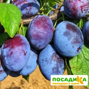 Слива Чачакская ранняя купить по цене от 229.00р. в интернет-магазине «Посадика» с доставкой почтой в в Олонеце и по всей России – [изображение №1].