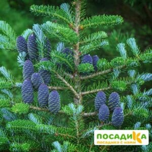 Пихта корейская (Abies koreana) купить по цене от 450.00р. в интернет-магазине «Посадика» с доставкой почтой в в Олонеце и по всей России – [изображение №1].