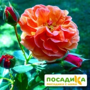 Роза Арабия купить по цене от 350.00р. в интернет-магазине «Посадика» с доставкой почтой в в Олонеце и по всей России – [изображение №1].