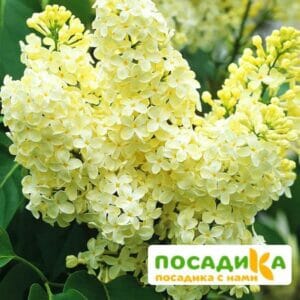 Сирень Примроуз (Primrose) купить по цене от 529.00р. в интернет-магазине «Посадика» с доставкой почтой в в Олонеце и по всей России – [изображение №1].