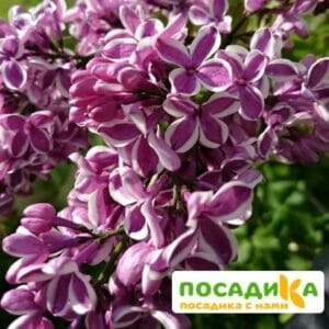 Сирень Сенсация купить по цене от 529.00р. в интернет-магазине «Посадика» с доставкой почтой в в Олонеце и по всей России – [изображение №1].