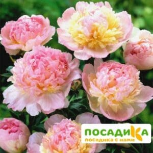 Пион Распберри Сандей (Paeonia Raspberry Sundae) купить по цене от 959р. в интернет-магазине «Посадика» с доставкой почтой в в Олонеце и по всей России – [изображение №1].