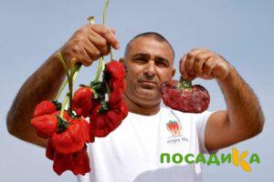Клубника Гигант Джорнея купить по цене от 266р. в интернет-магазине «Посадика» с доставкой почтой в в Олонеце и по всей России – [изображение №1].