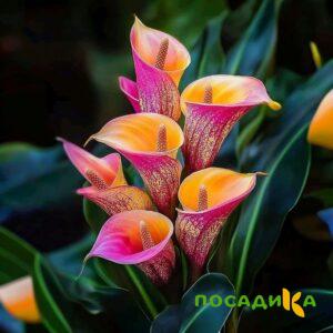 Калла Оникс купить по цене от 450р. в интернет-магазине «Посадика» с доставкой почтой в в Олонеце и по всей России – [изображение №1].