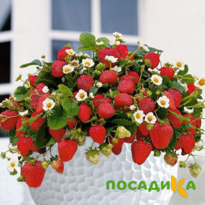 Клубника Рубиновый Шепот (горшечная) купить по цене от 240р. в интернет-магазине «Посадика» с доставкой почтой в в Олонеце и по всей России – [изображение №1].