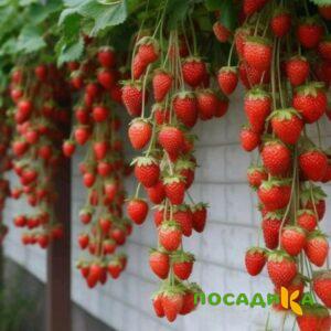 Клубника вьющаяся Комплимент купить по цене от 470р. в интернет-магазине «Посадика» с доставкой почтой в в Олонеце и по всей России – [изображение №1].
