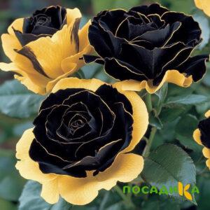 Роза Ханни Сикл купить по цене от 700р. в интернет-магазине «Посадика» с доставкой почтой в в Олонеце и по всей России – [изображение №1].
