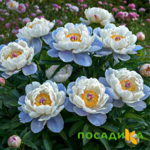 Пион акварельный Этюд купить по цене от 806р. в интернет-магазине «Посадика» с доставкой почтой в в Олонеце и по всей России – [изображение №1].