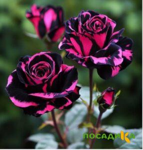 Роза Багровый Шепот купить по цене от 366р. в интернет-магазине «Посадика» с доставкой почтой в в Олонеце и по всей России – [изображение №1].
