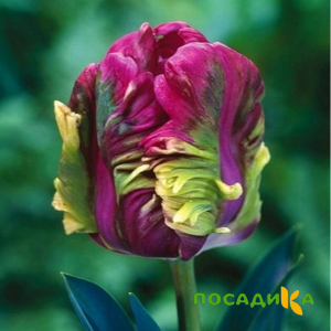 Тюльпан Экзотик Хэвен купить по цене от 186р. в интернет-магазине «Посадика» с доставкой почтой в в Олонеце и по всей России – [изображение №1].