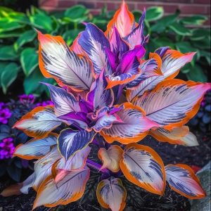 Хоста Эмеральд Тиара купить по цене от 602р. в интернет-магазине «Посадика» с доставкой почтой в в Олонеце и по всей России – [изображение №1].